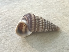 Cerithideopsis