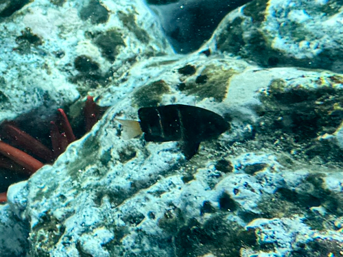 Plectroglyphidodon phoenixensis, 2025-03-21