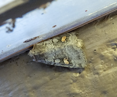 Adelphagrotis stellaris