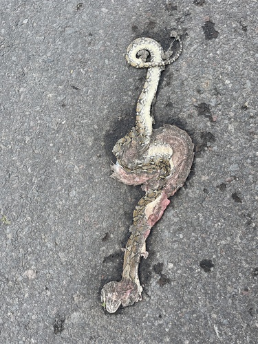 Reticulated Python — seen at this dive site