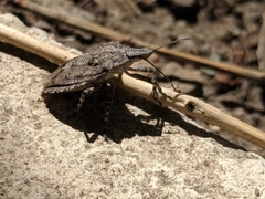 Brochymena