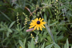 Rudbeckia hirta