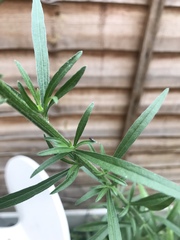 Erigeron sumatrensis