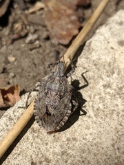 Brochymena