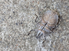 Brochymena