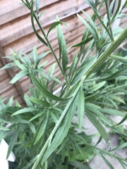 Erigeron sumatrensis