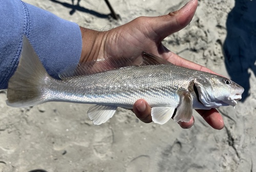 Southern kingcroaker (Menticirrhus americanus) — Sciaenidae — 2