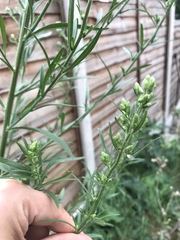 Erigeron sumatrensis