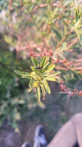 Image of Heimia salicifolia by (c) Gonzalo Roget, some rights reserved (CC BY)