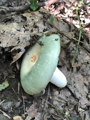 Virescentinae