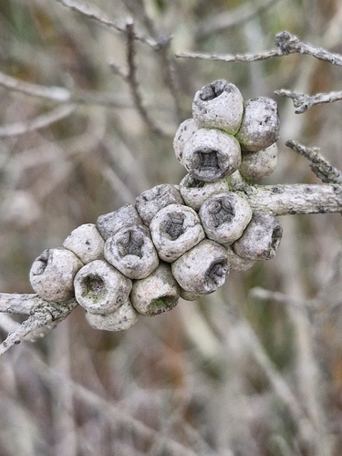 Image of Melaleuca squarrosa by (c) ronavery, some rights reserved (CC BY)