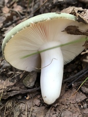 Virescentinae