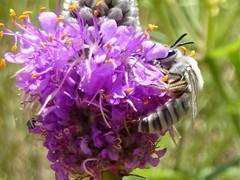 Colletes susannae