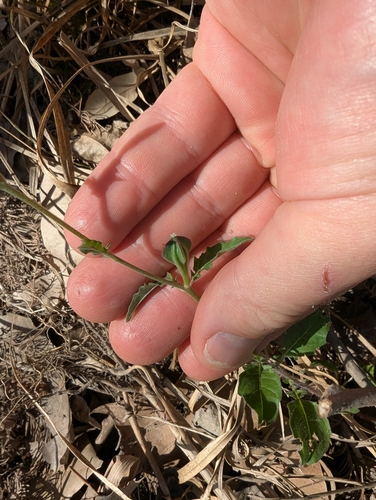 Image of Oenothera tetraptera by (c) Cleveland Powell, some rights reserved (CC BY)