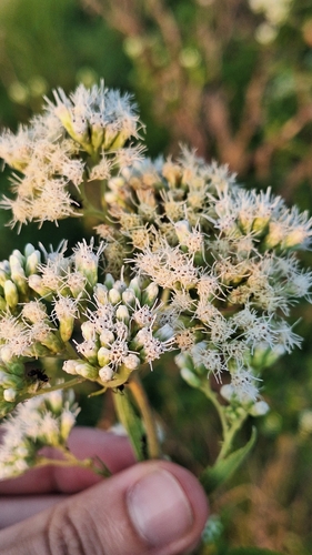 Austroeupatorium inulifolium, photograph 1