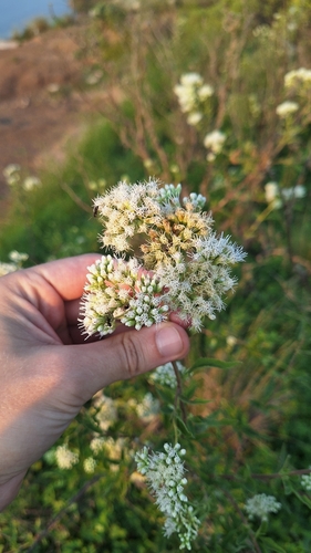 Austroeupatorium inulifolium, photograph 2