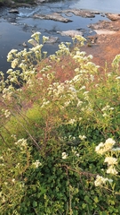 Austroeupatorium inulifolium, photograph Gonzalo Roget, CC BY, iNaturalist via GBIF