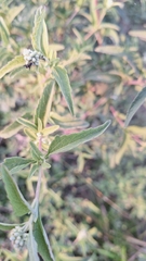 Austroeupatorium inulifolium, photograph Gonzalo Roget, CC BY, iNaturalist via GBIF