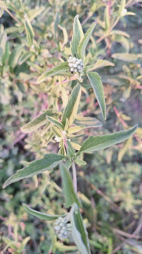 Austroeupatorium inulifolium, photograph 5
