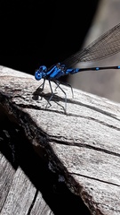 Argia gaumeri