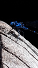 Argia gaumeri
