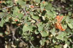 Quercus john-tuckeri