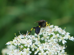 Sceliphron destillatorium