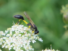 Sceliphron destillatorium