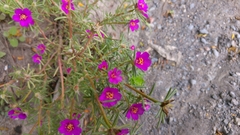 Portulaca pilosa