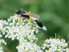 Sceliphron destillatorium