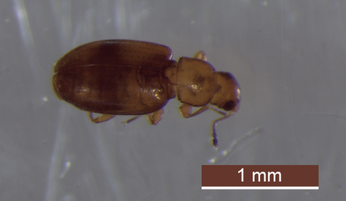 Melanophthalma picta