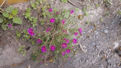 Portulaca pilosa