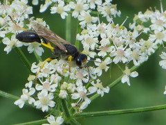 Sceliphron destillatorium