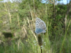 Polyommatus hispana