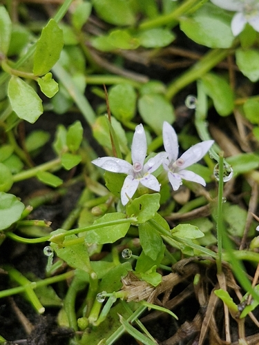 Image of Isotoma fluviatilis by (c) ronavery, some rights reserved (CC BY)