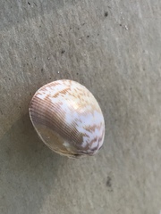 Laevicardium substriatum