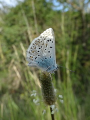 Polyommatus hispana