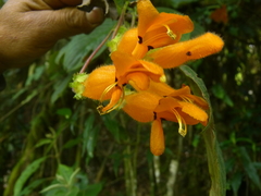Columnea strigosa