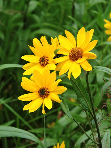 Helianthus nuttallii