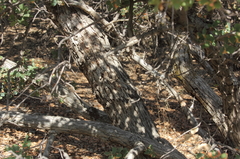 Quercus john-tuckeri