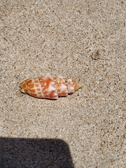 Mitra stictica
