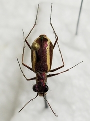 Cylindera