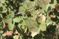 Quercus john-tuckeri