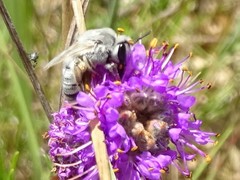 Colletes susannae