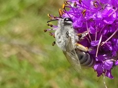 Colletes susannae