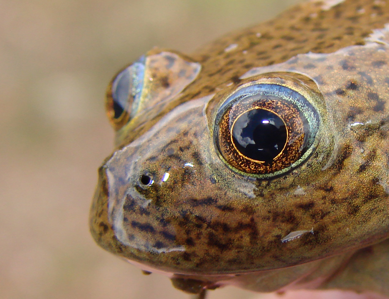 Water Frog