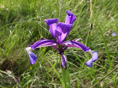 Iris reichenbachiana