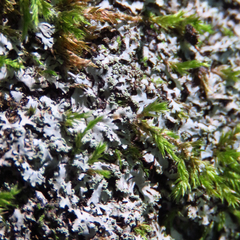 Phaeophyscia adiastola