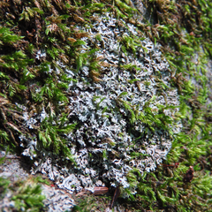 Phaeophyscia adiastola