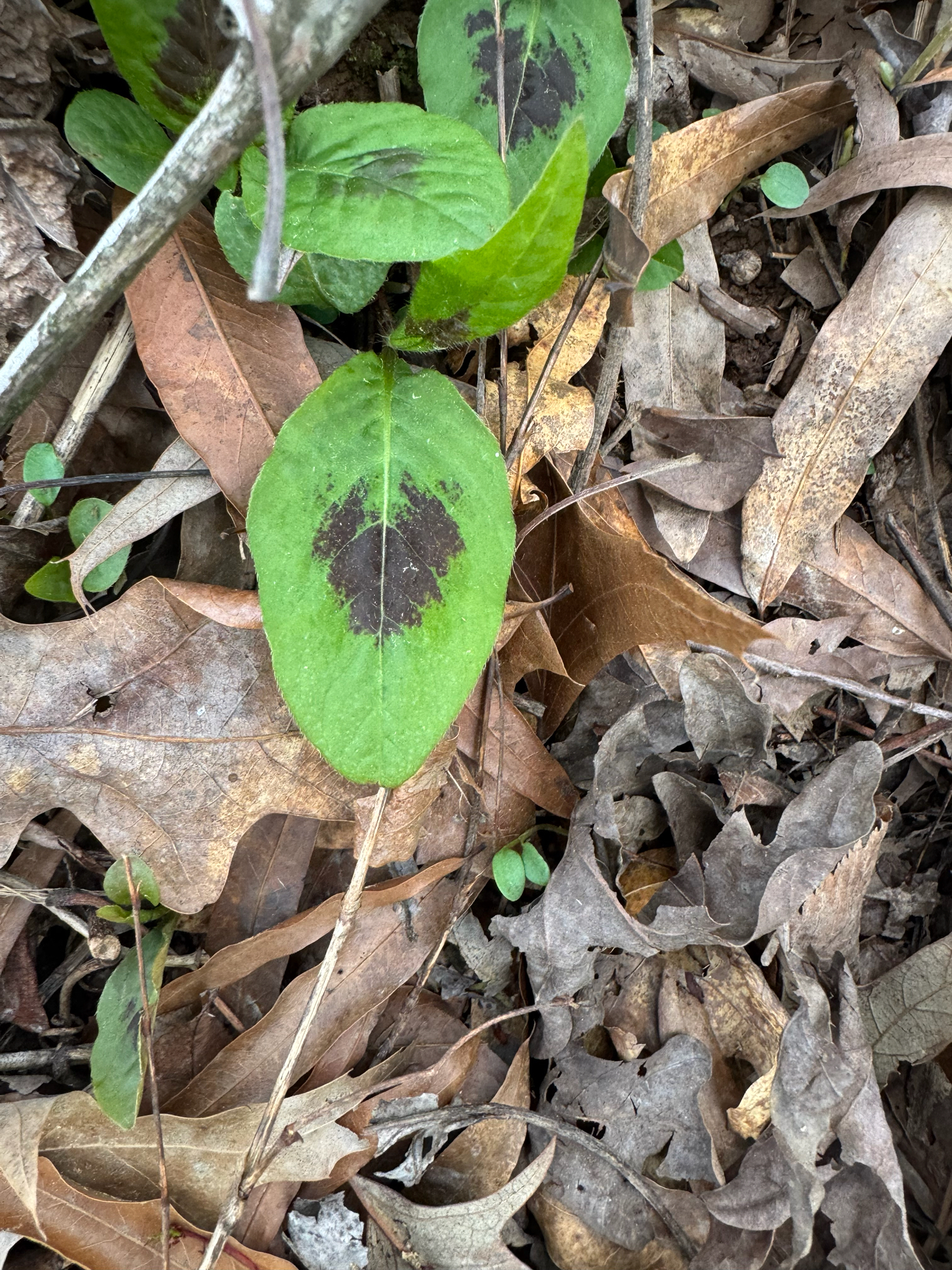 Imagem de Cipó-de-cobra